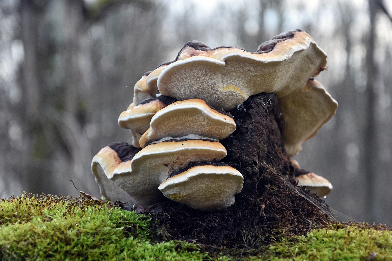 蓝猫移动实名账号：萧山合伙企业注册代办代理