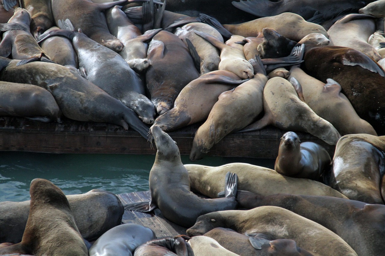 为什么玩家会使用技术支持辅助？